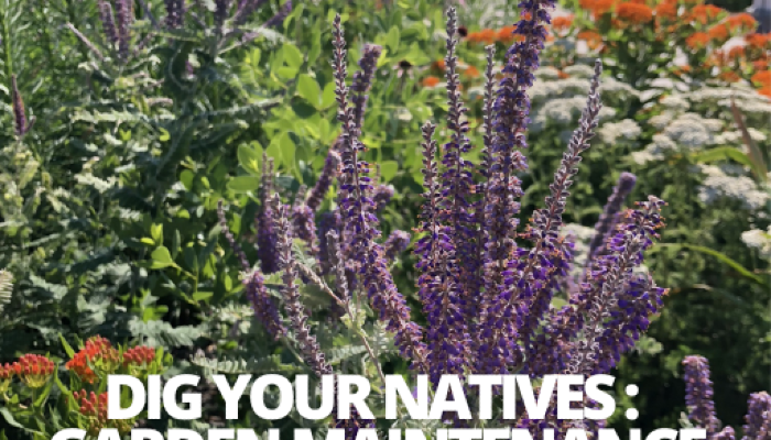 Dig your natives: garden maintenance at Jester Park