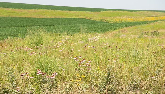 Early adopters praise prairie strips 