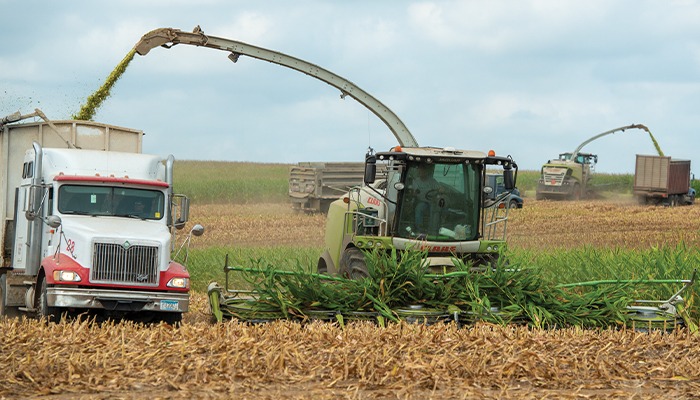 Corn diseases and silage implications at harvest 