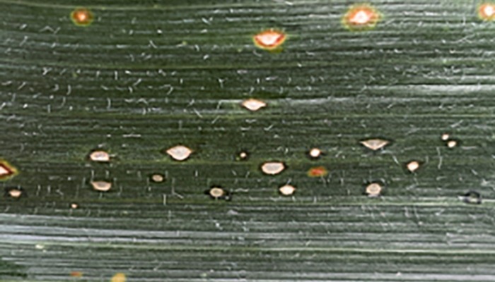 Curvularia leaf spot confirmed in central Iowa 