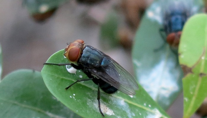 USDA to build $750 million facility in Texas to combat screwworm 