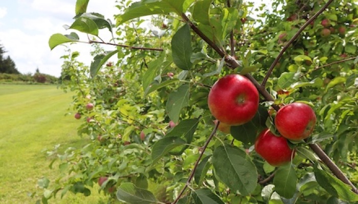 Taste, Learn and Explore at Iowa State University Apple Open House