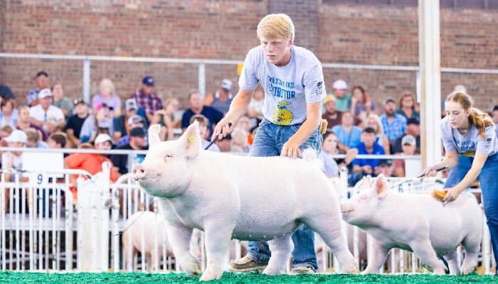 Nevada FFA State Fair swine and sheep results