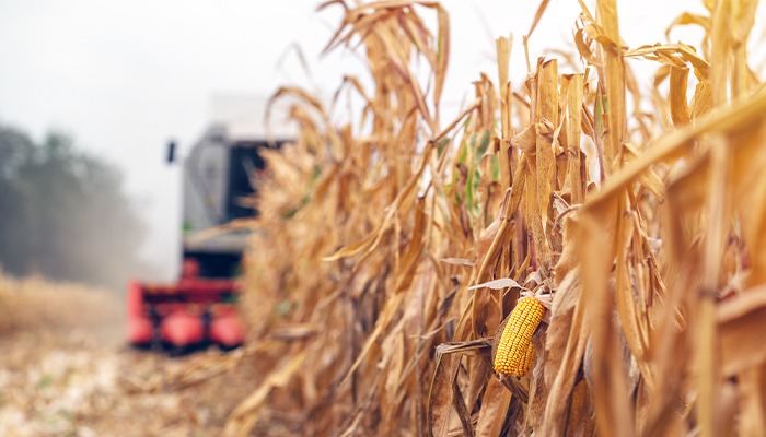 Leaf diseases complicating 2025 harvest 