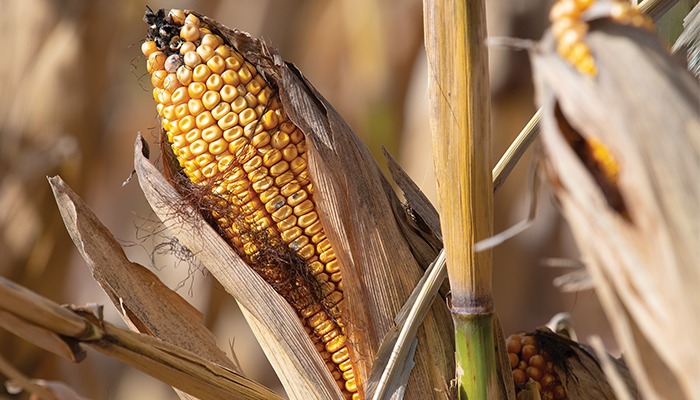 USDA forecasts farm profits to increase 