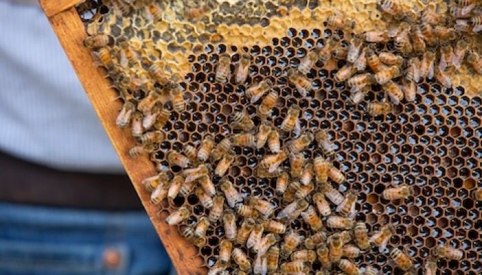 Webinar to share beekeeping tips for beginners and experts on urban and rural farms
