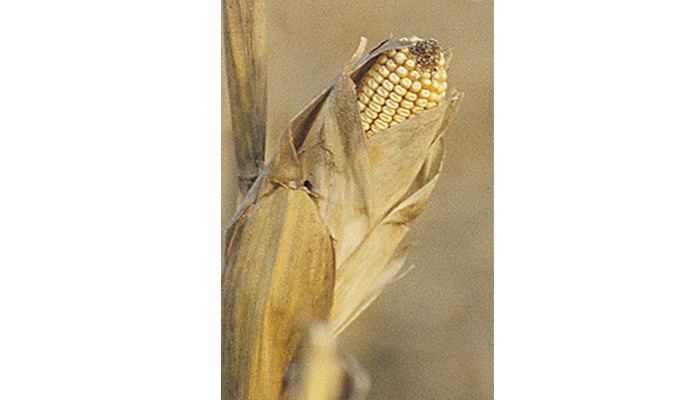 USDA raises corn production forecast 