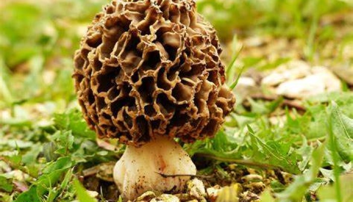  Learn safe mushroom foraging