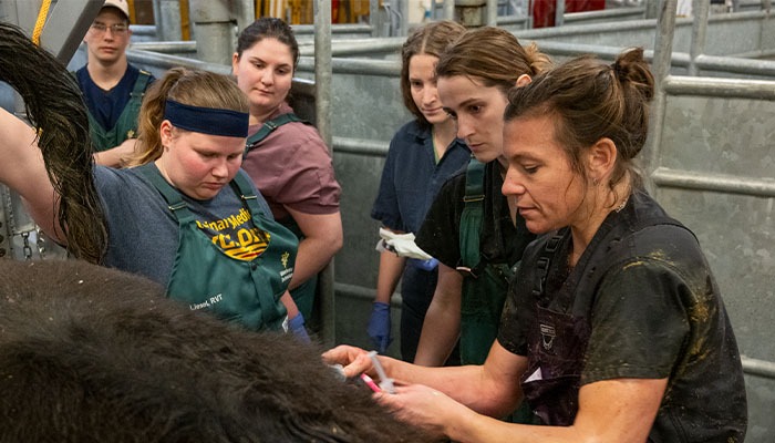 USDA tackles veterinarian shortage 