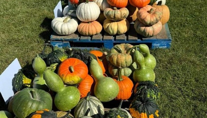 Explore pumpkins at home. join a virtual field trip