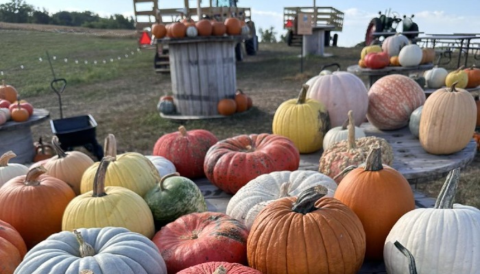 Iowa pumpkin patches are a homegrown tradition
