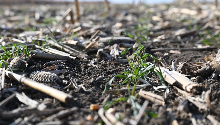  Cover Crop and Water Quality Field Day to be held near Oskaloosa, Nov. 4