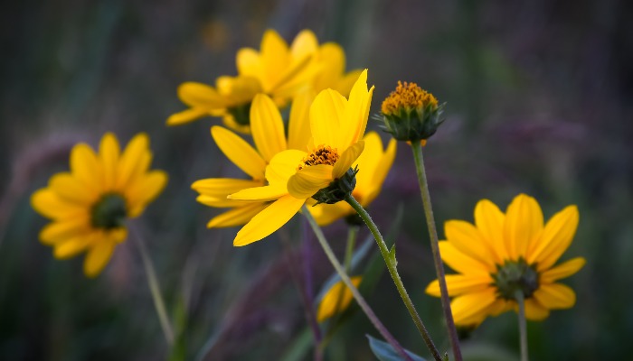 Snapshot of the Season