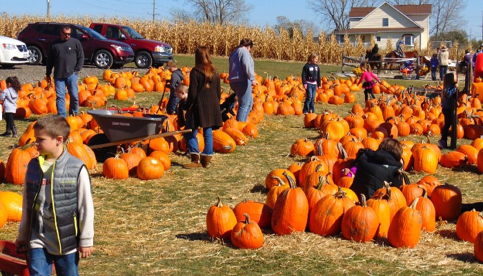 Five family fun fall activities