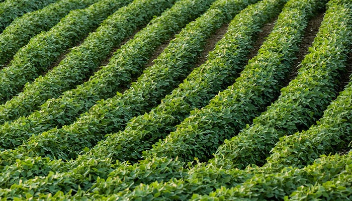 SCN-resistant soybean varieties include 196 with Peking resistance 