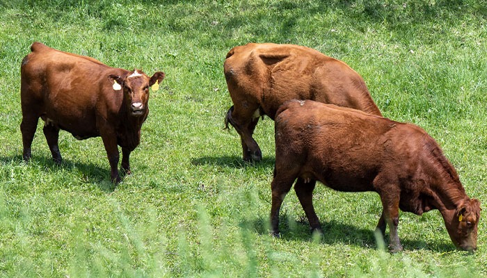 Farm Bureau warns Argentina beef imports will hurt U.S. producers 