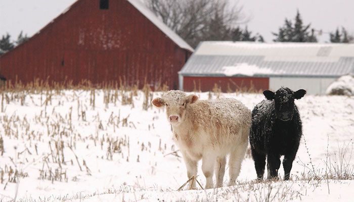  2025 Iowa Cattle Industry Convention to be held Dec. 16 in Altoona