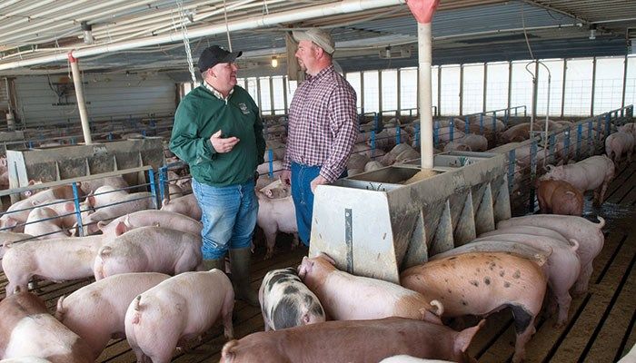 Projected Hog Returns Dip in First Quarter of 2026