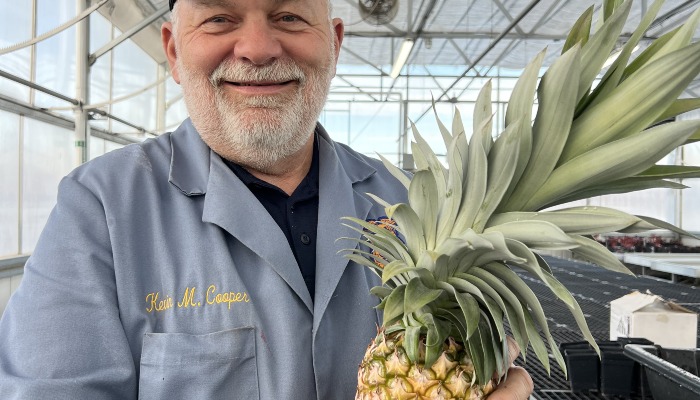Nevada High School greenhouse pineapples!