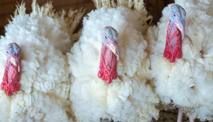 Turkey checkoff raised for first time since 2000 