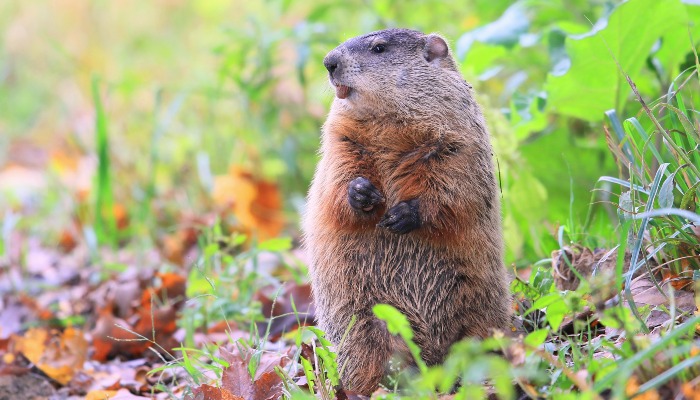 Groundhogs and more