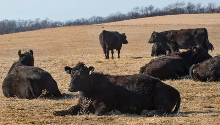 Beef sales reach record highs in 2025 