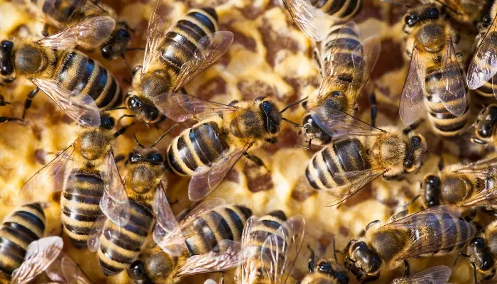 Iowa Farm Bureau hosting webinar on beekeeping and honey production to explore diversification opportunities in agriculture