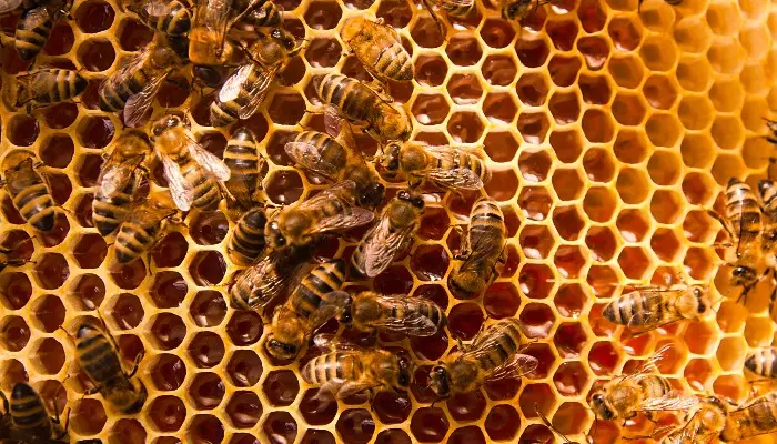 Beginner Beekeeping Workshop planned 
