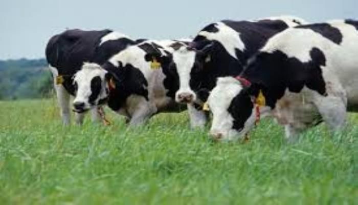 2015 International Dairy Trade Update