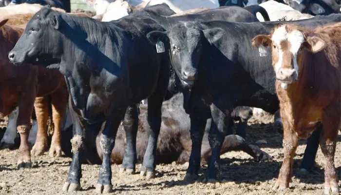 Cattle import limits could lead to long term beef industry changes 