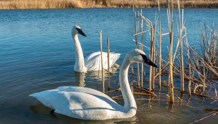 Trumpeter Swans