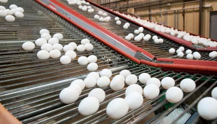 An Update on the U.S. Layer Flock, Egg Production, and Egg Prices 