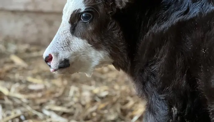 Calving Season