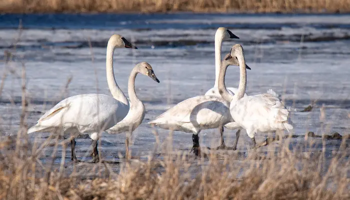 Trumpeter Swans