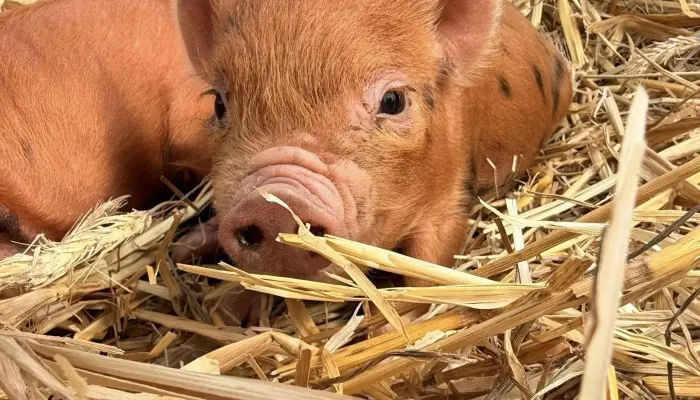 Ag in the Classroom visit brings baby farm animals to Purple & Gold 