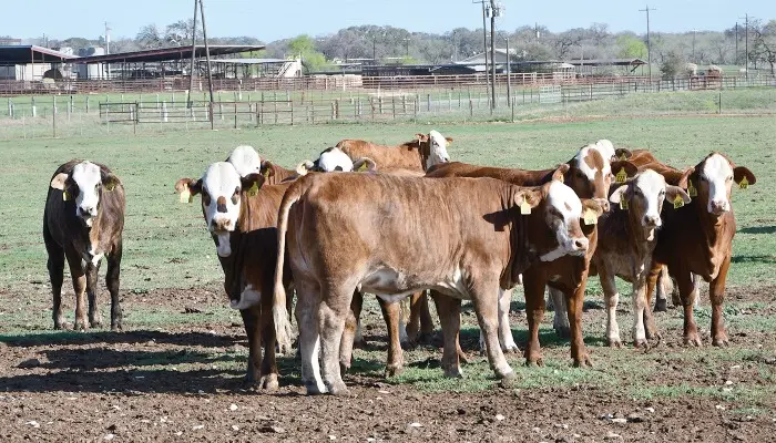 Animal health issues in Texas threaten global markets 