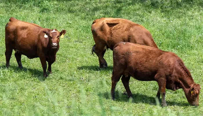 Appeals court upholds Iowa trespass law 