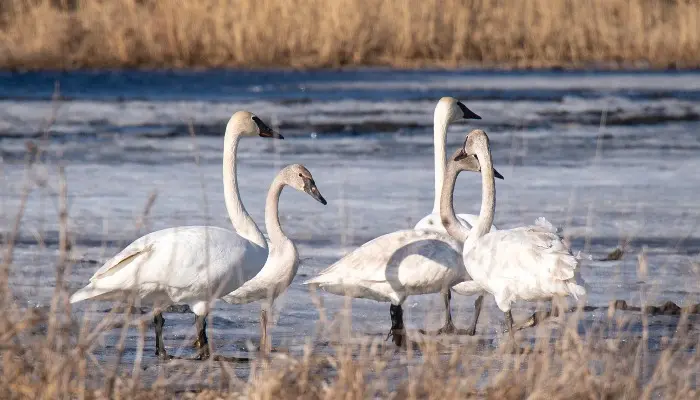 Record year for Iowa swans 