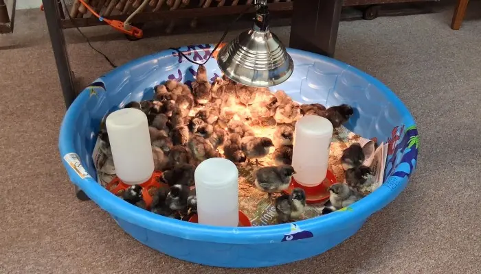 Eggs in the Classroom hatches