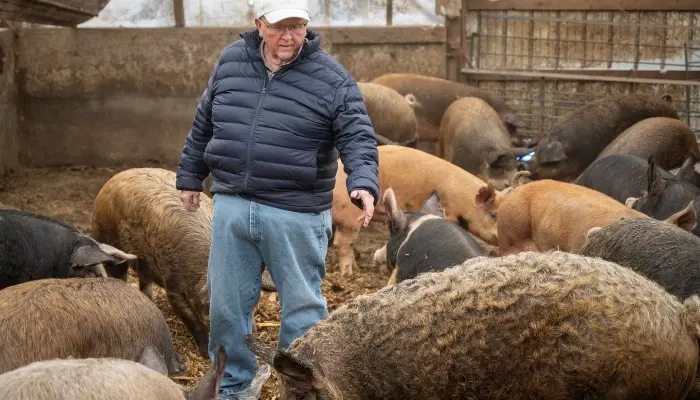 Iowa pork for gourmet tastes 