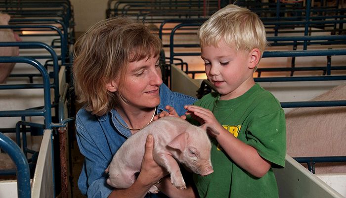 April Hog Returns Show Continued Profitability Amid Cost Pressures