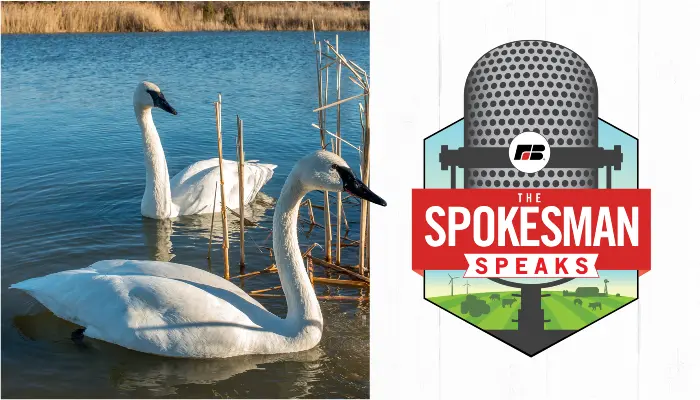 Why Iowa’s swans are thriving and how DNR monitors our water | The Spokesman Speaks Podcast, Episode 218