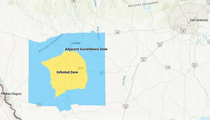 Screwworm detected in southern Texas 