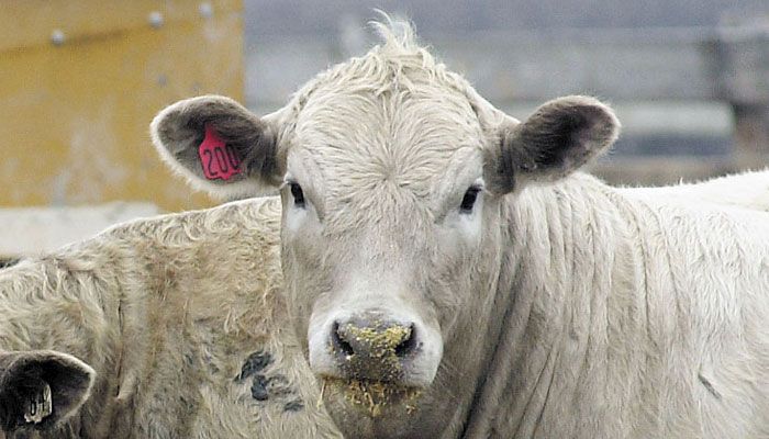 Trends in Livestock Production, Trade, and Demand    