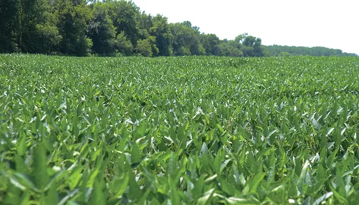 Targeted nitrogen applications may trim fertilizer costs for Iowa farmers 