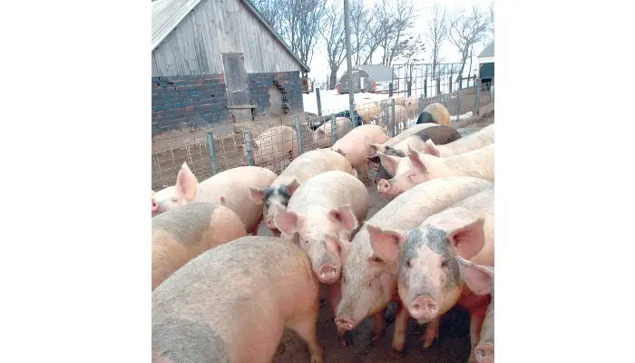 Iowa again PRV free after outbreak 