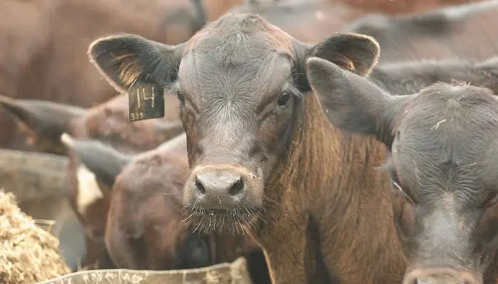 Historic cattle returns still possible 