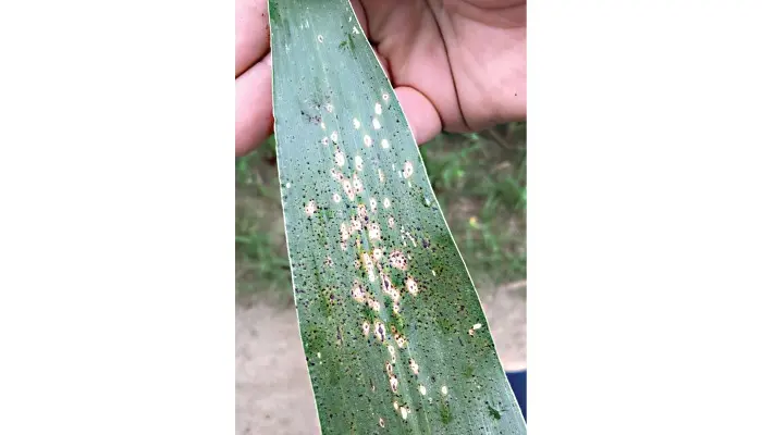 Tar spot begins spreading across Iowa 