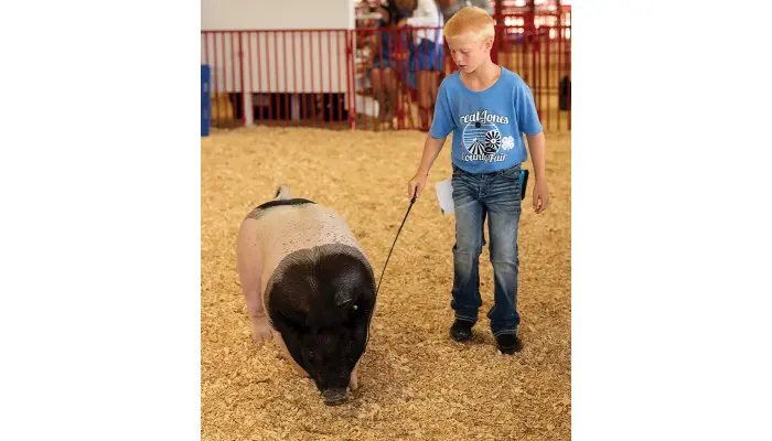 Putting pork on the table 