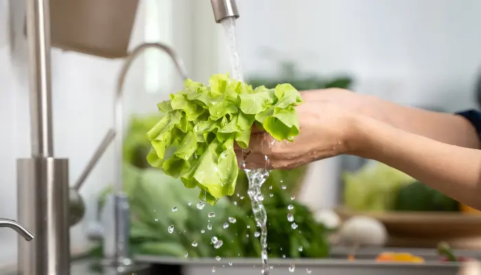 Washing Lettuce in the sink